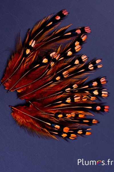 Coq de Sonnerat - 1-3 cm - or aztèque